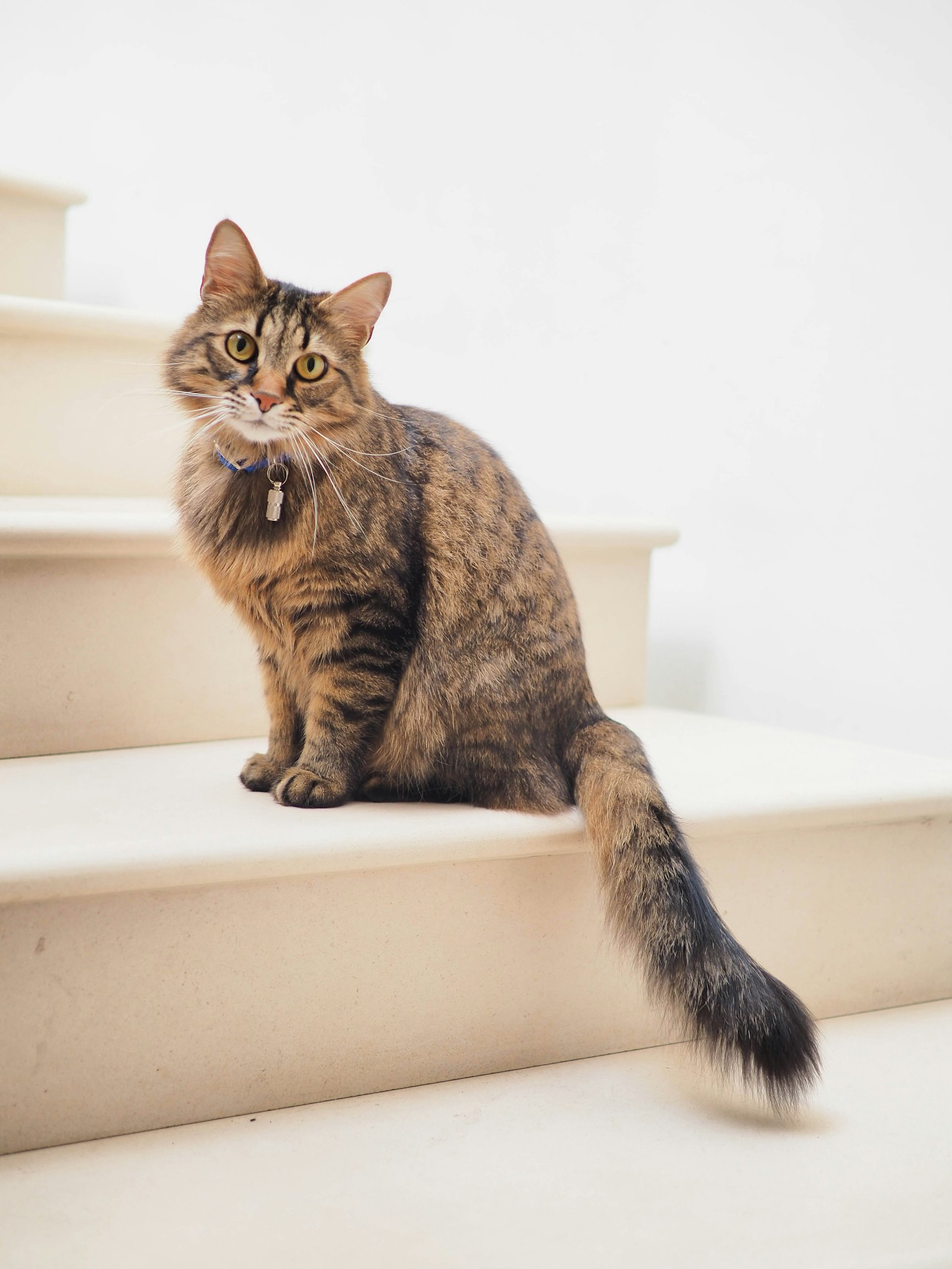 キジトラのねこ こむぎ