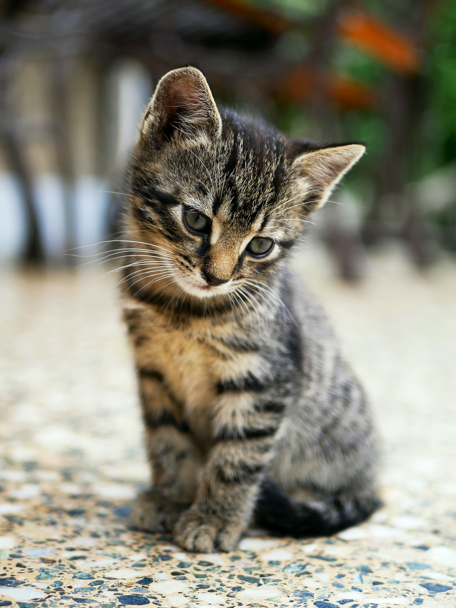 子ねこ ミミ