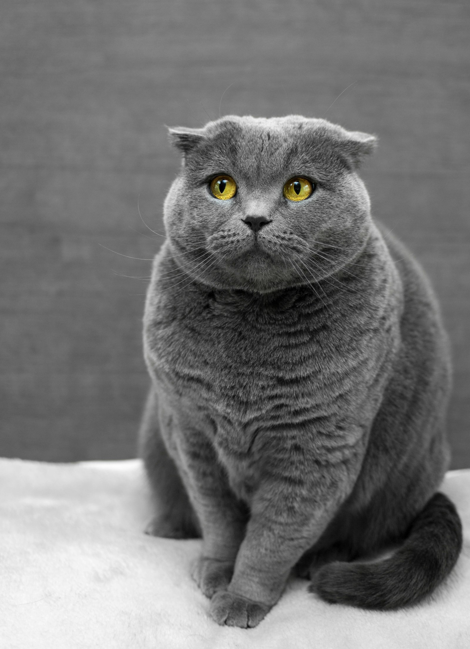 グレーのねこ ソラ