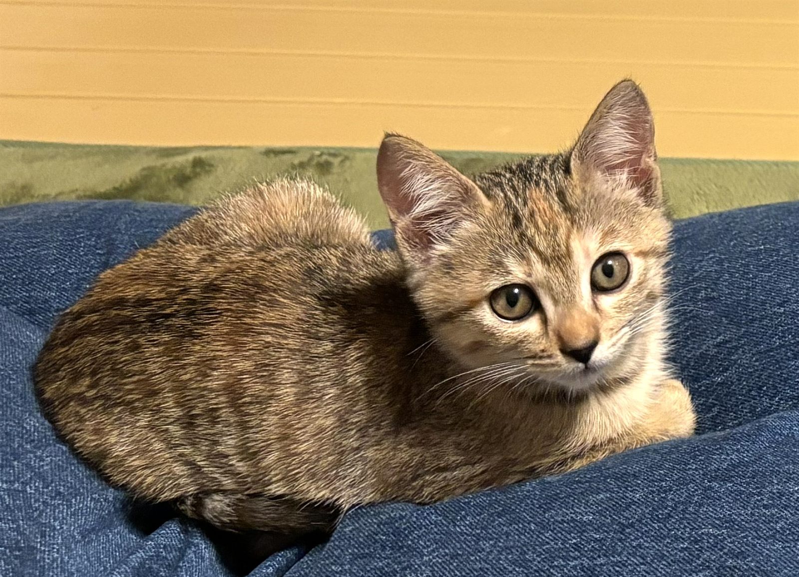 ブランケットの上でくつろぐ子ねこ