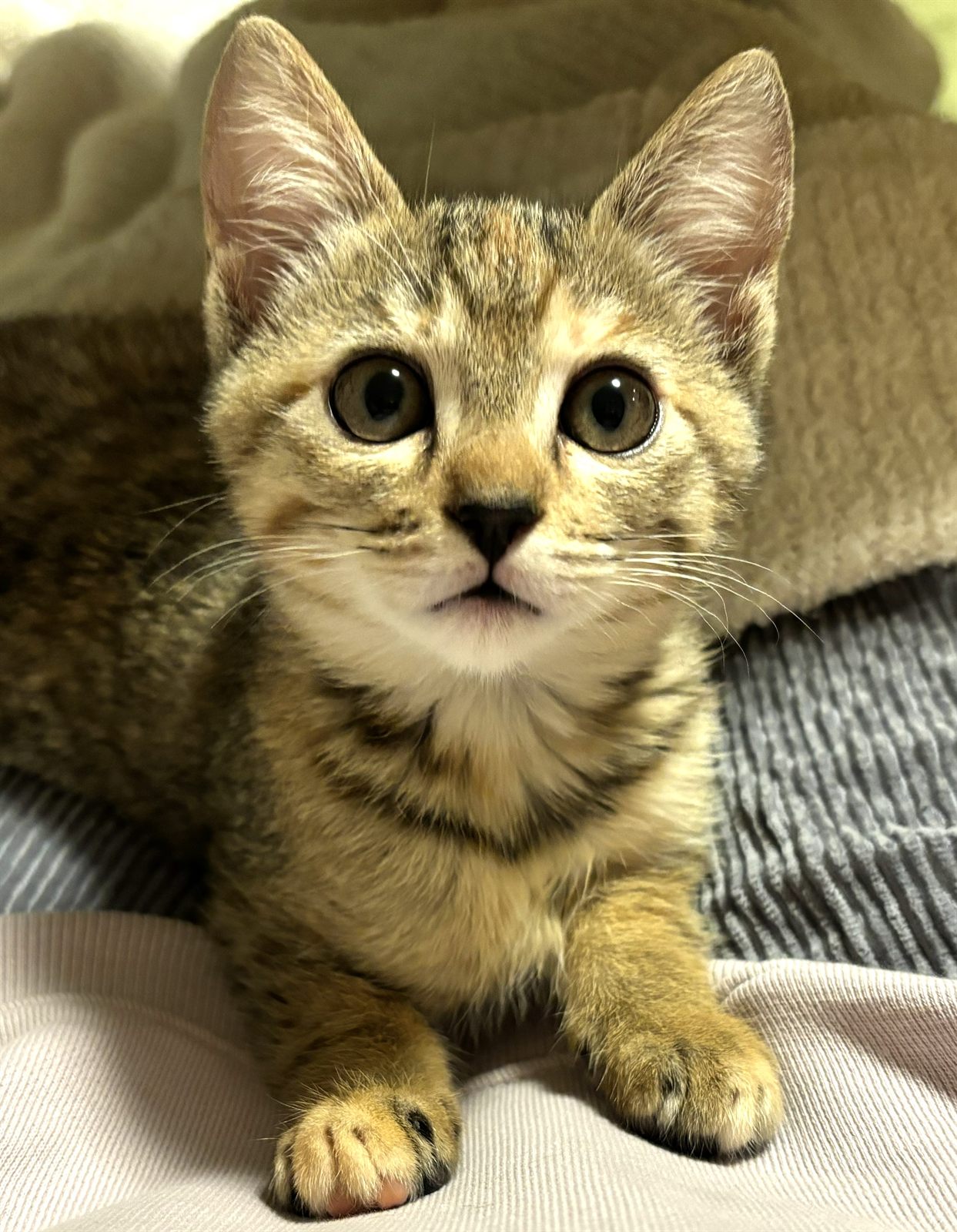 こちらを見つめる子ねこ