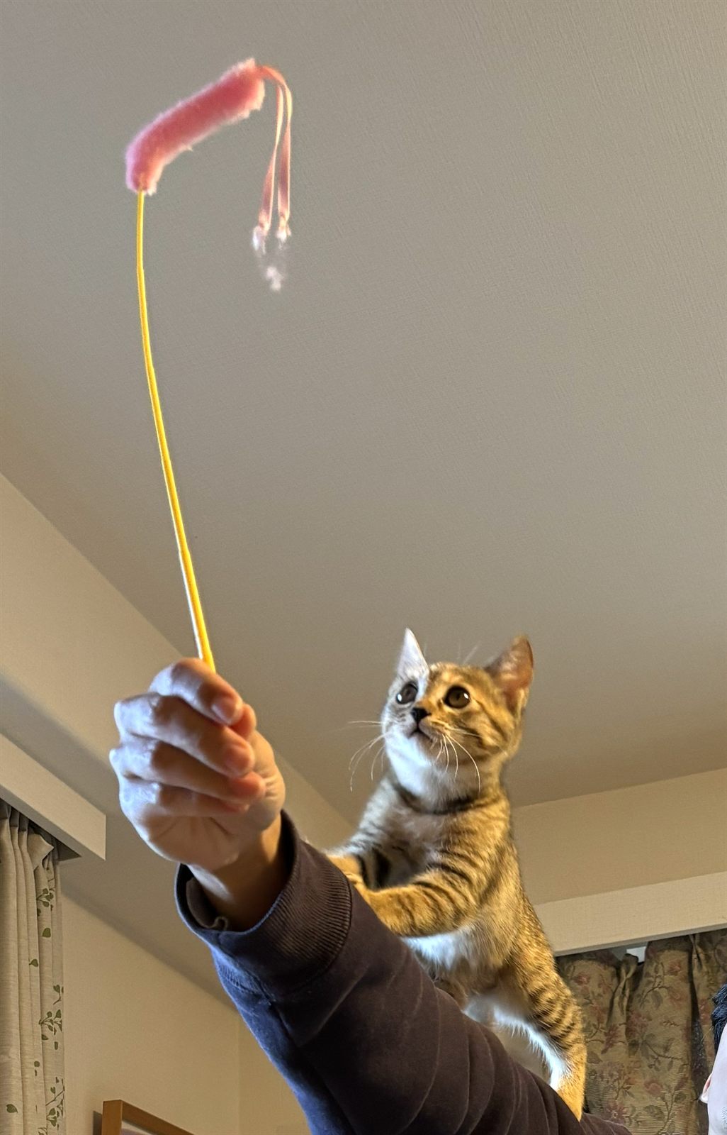 じゃらし棒で遊ぶ子ねこ
