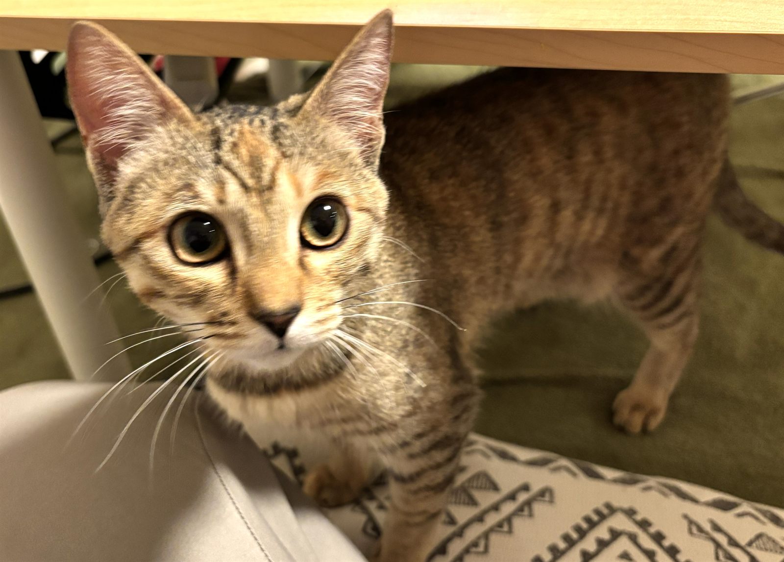 テーブルの下からこちらを見る子ねこ