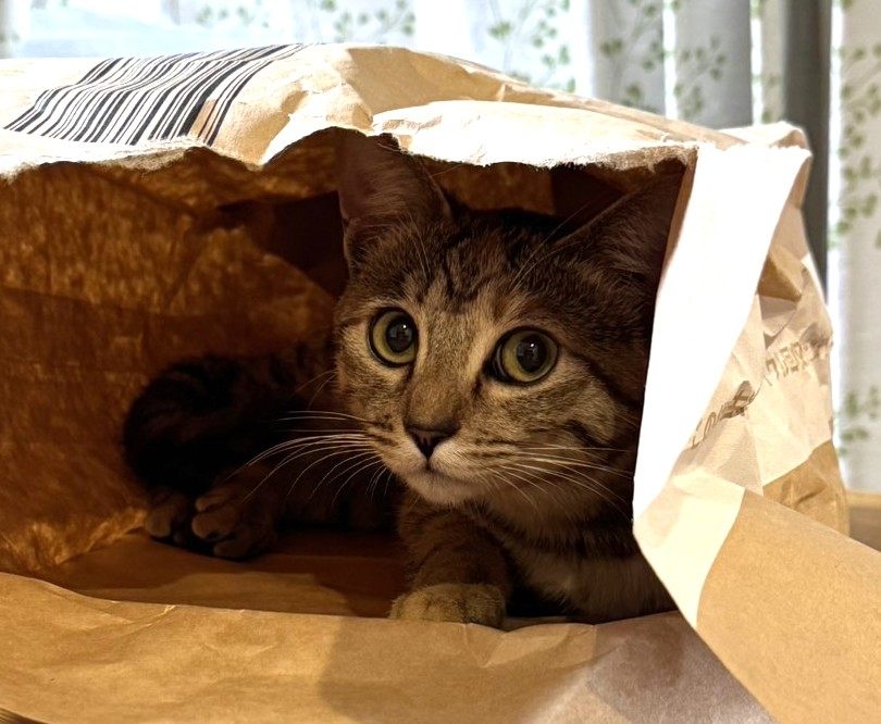 紙袋に隠れる子ねこ