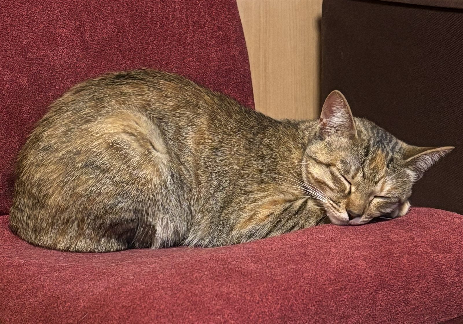 ソファで丸くなって眠るねこ