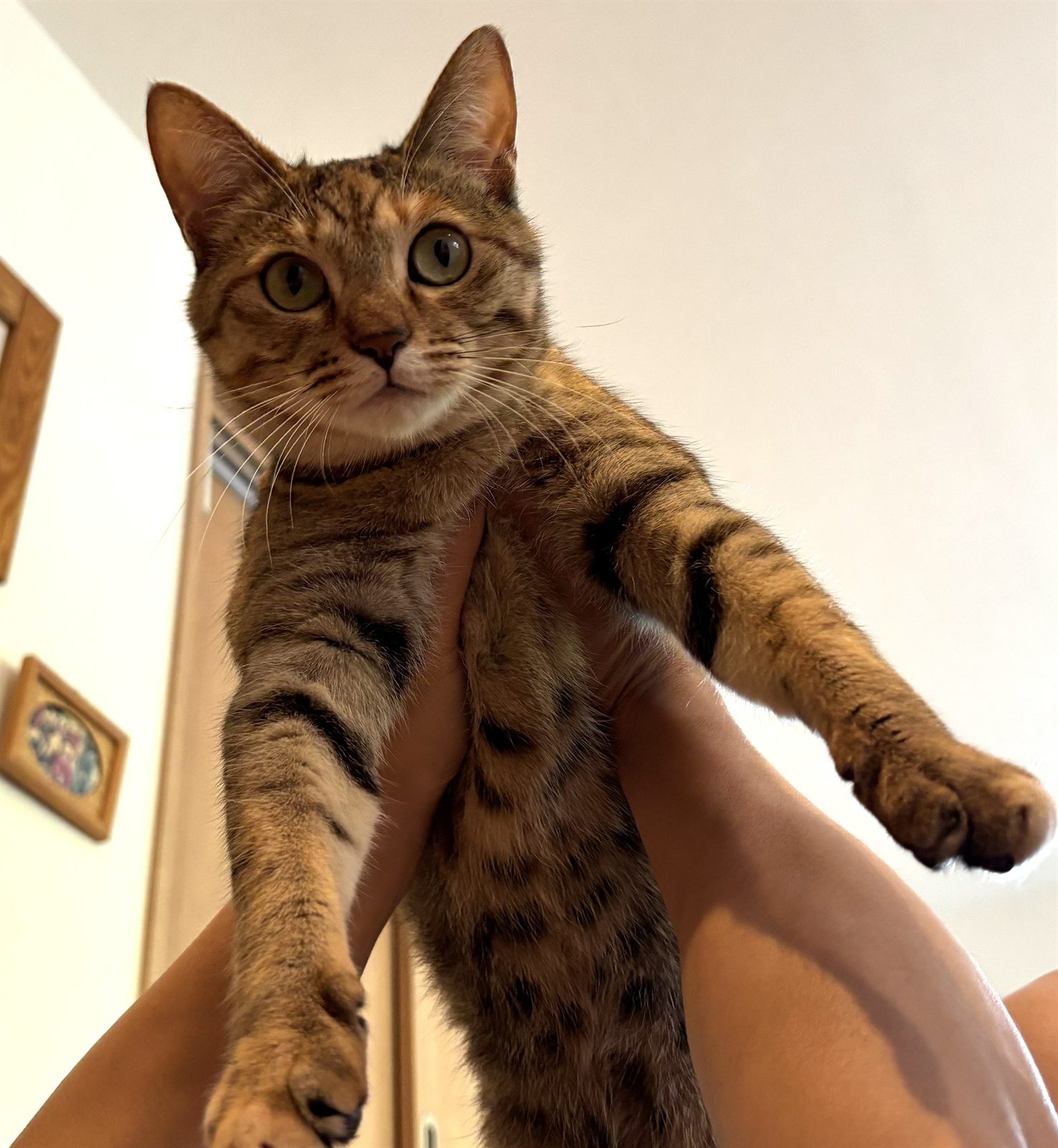 抱き上げられた子ねこ