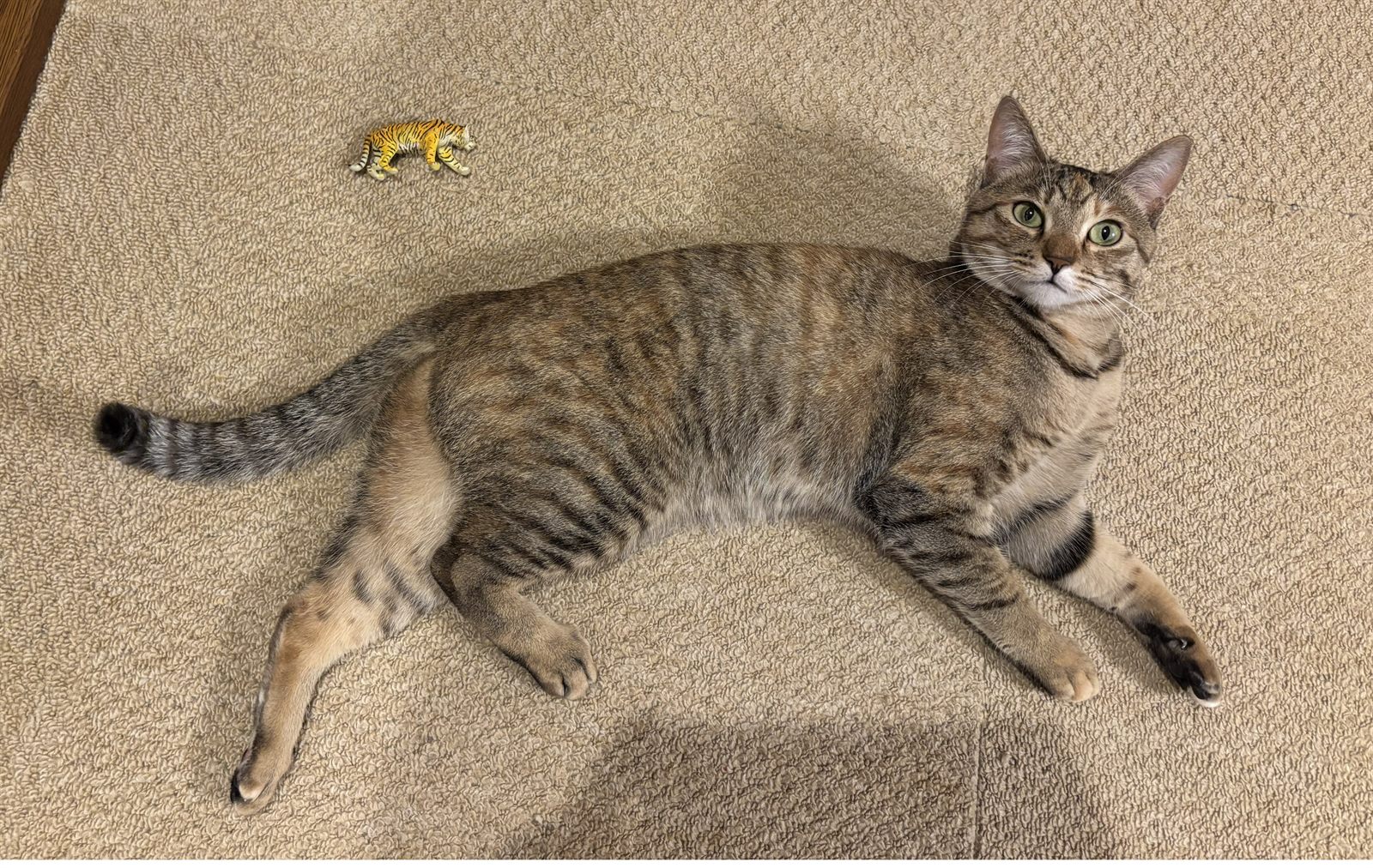 カーペットに寝転ぶねことトラのおもちゃ